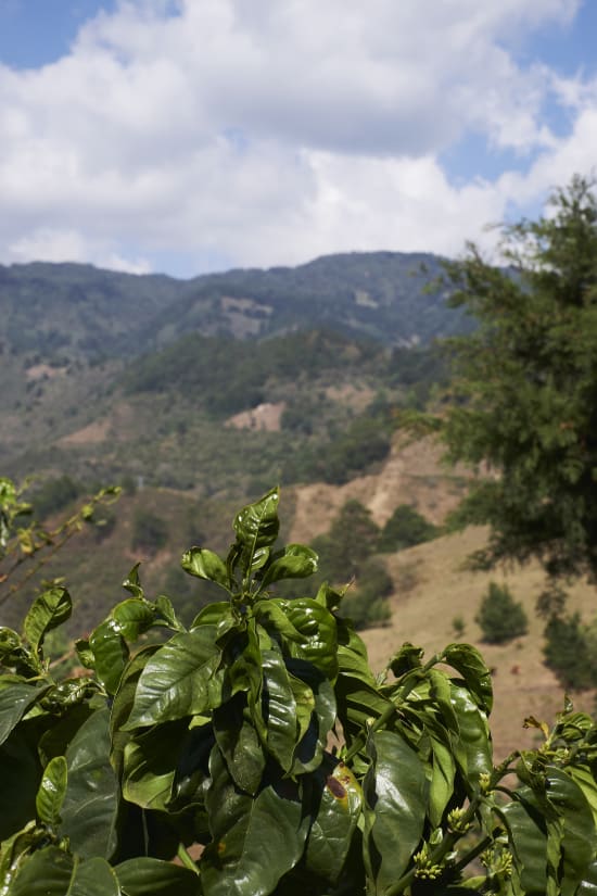 El Salvador - Finca Montes Urales