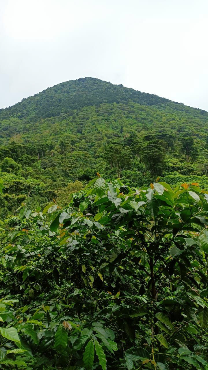 El Salvador - Finca Los Naranjos