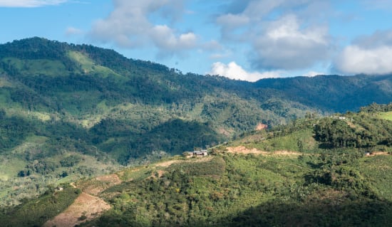 "Mainstay" - Peru Single Origin