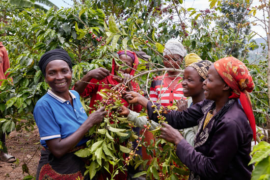 Rwanda - Abadatezuka COOP Single Origin