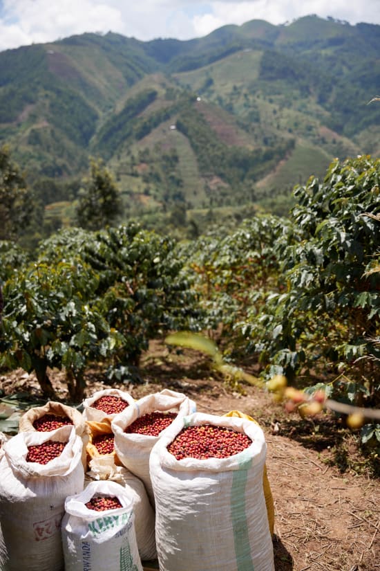 Rwanda - Abadatezuka COOP Single Origin