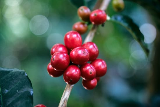 Costa Rican Cascara Tea