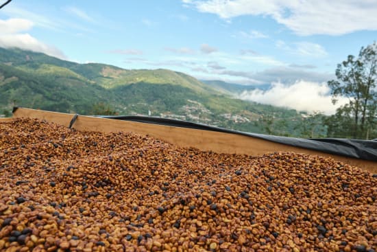 Costa Rican Cascara Tea