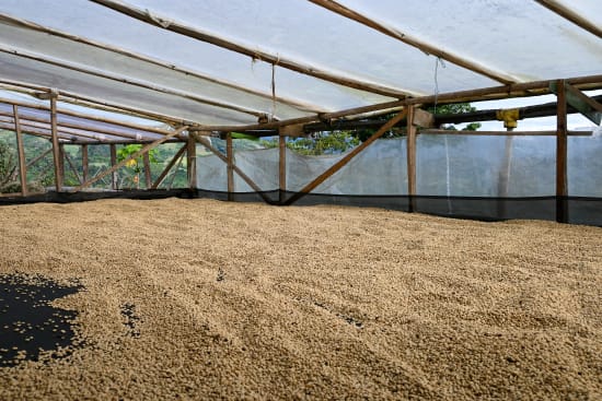 "Vesper" - Decaf Colombia Single Origin