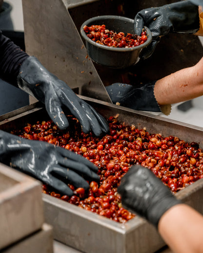 Costa Rican Cascara Tea