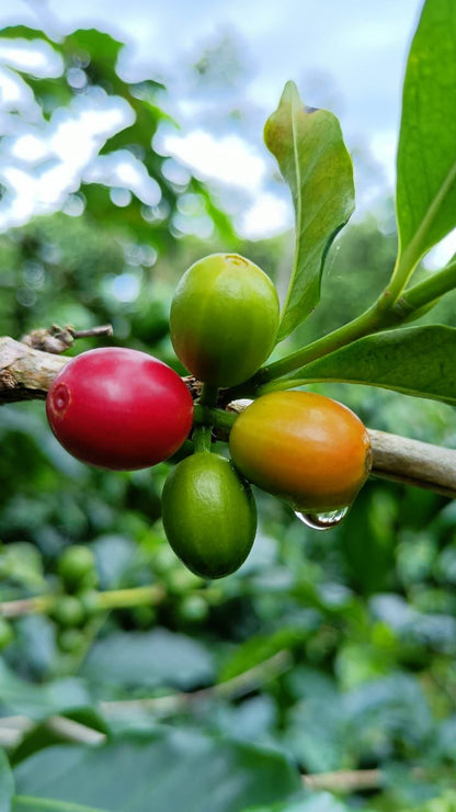 El Salvador -  Finca Los Naranjos