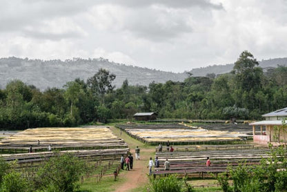 "Origin" - Ethiopia Single Origin