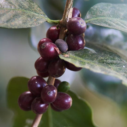 Honduras - Cafes Especiales Corquin