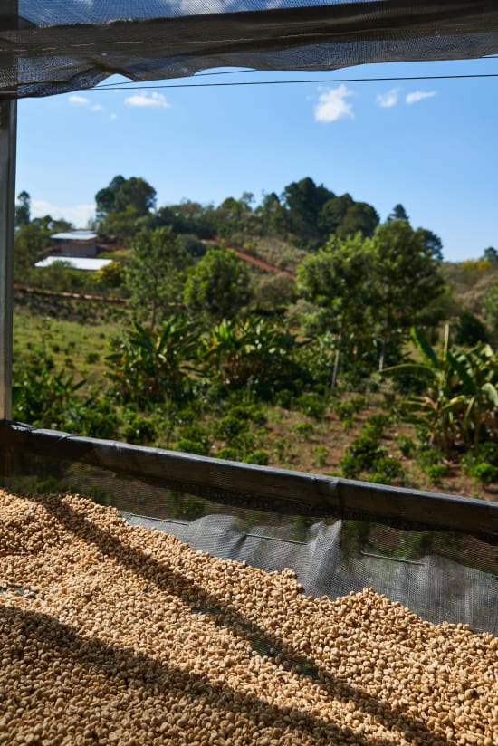 Honduras - Cafes Especiales Corquin