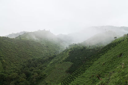 "El Jugo" - Colombia Single Origin